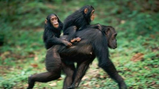 救救黑猩猩粤语版
