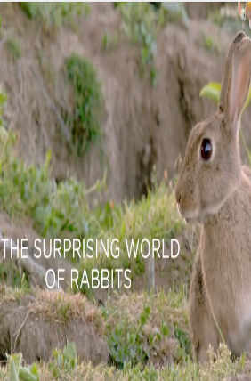 兔兔的奇妙世界