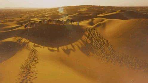 展展与罗罗-沙漠骆驼